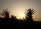 07 Joshua Tree